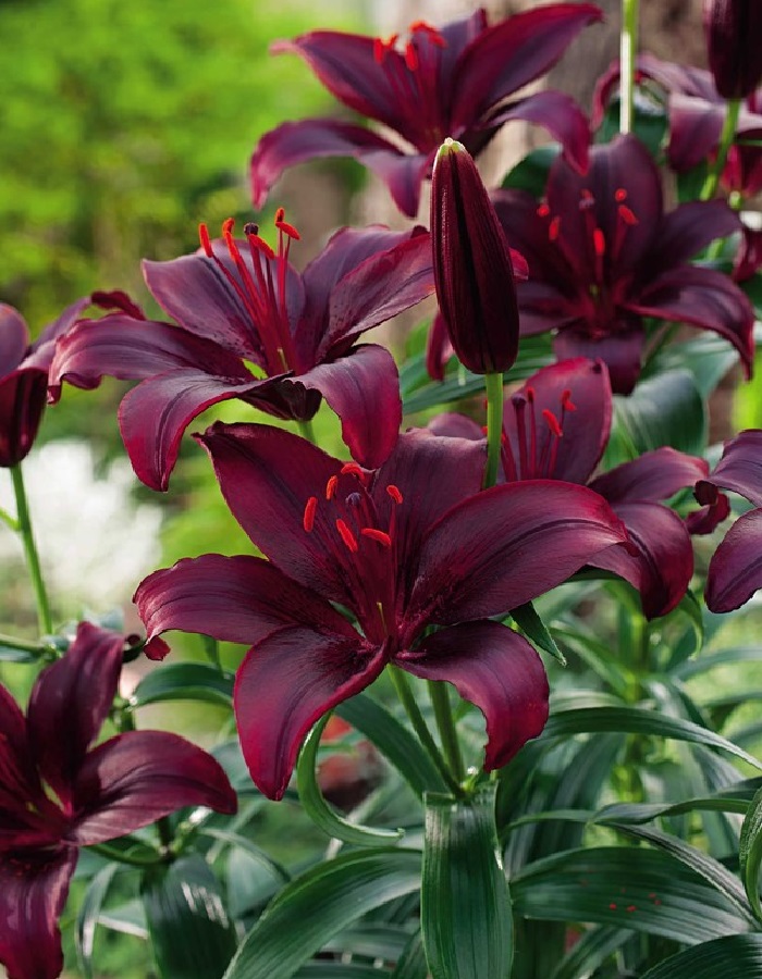 

Лилия Дименшн