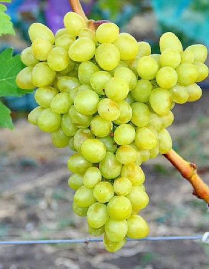Виноград плодовый Белоснежка 1 шт