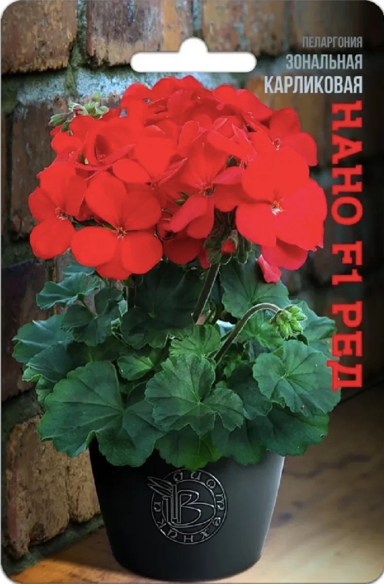 

Пеларгония зональная карликовая Нано F1 Ред 5 шт