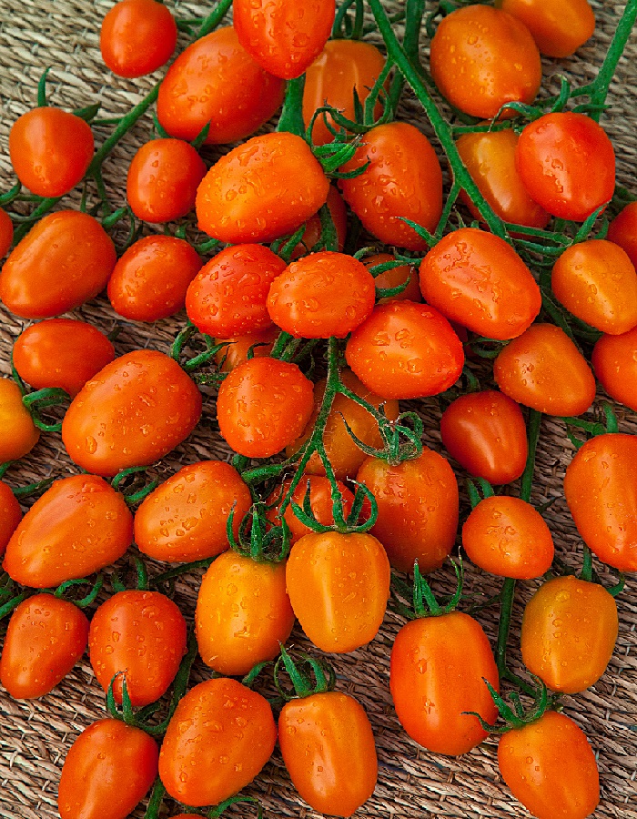 Томат Янтарная гроздь F1 (Селекция ВХ) 0,03 гр цв.п томат для внучат селекция вх f1 0 03 гр цв п