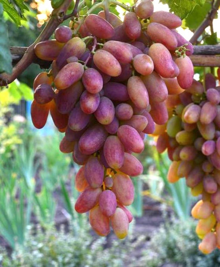 

Виноград плодовый Юбилей Новочеркасска 1 шт