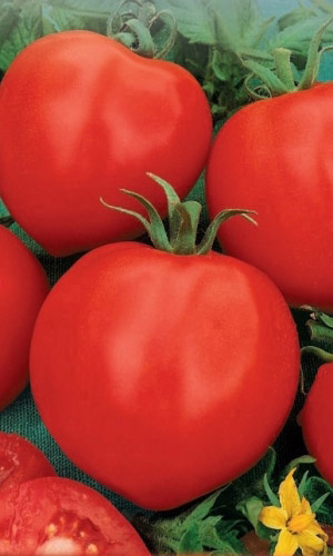 Томат Канары (УД) 20 шт цв.п