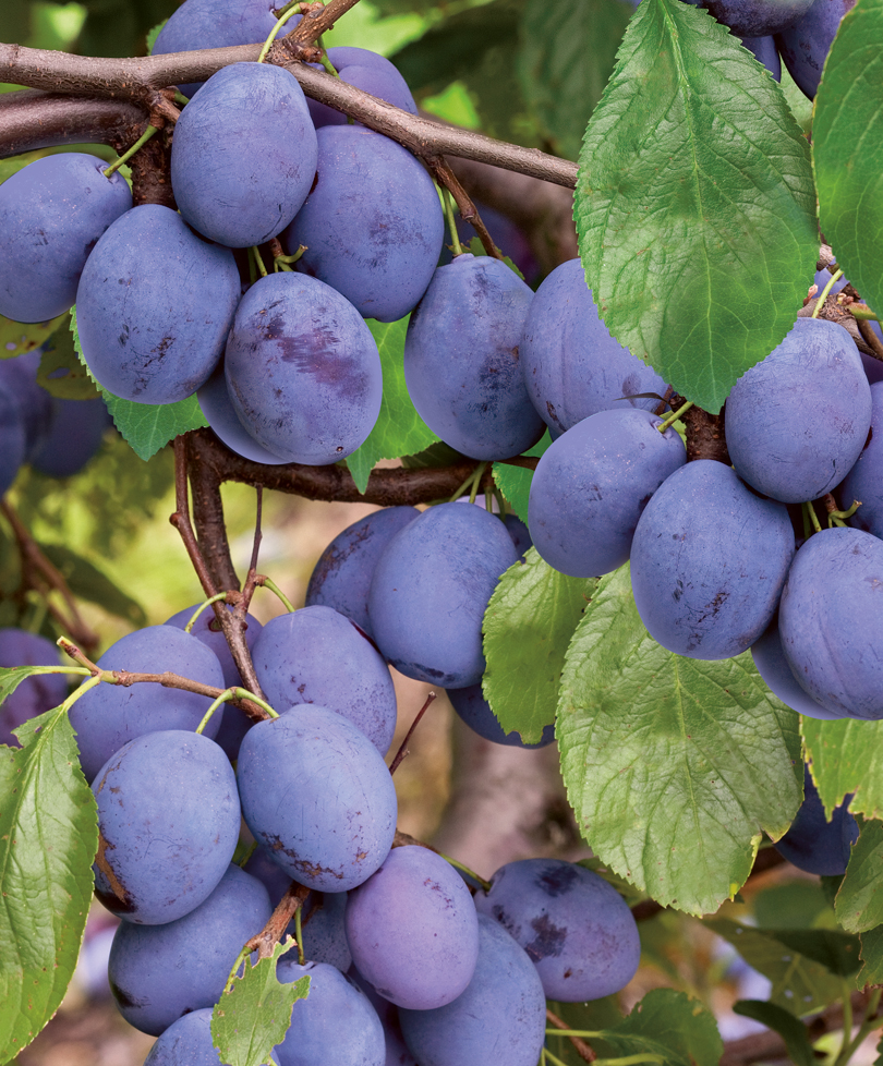 

Слива Волжская красавица