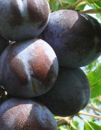 

Алыча Шатер (Prunus cerasifera) 1 шт ОКС