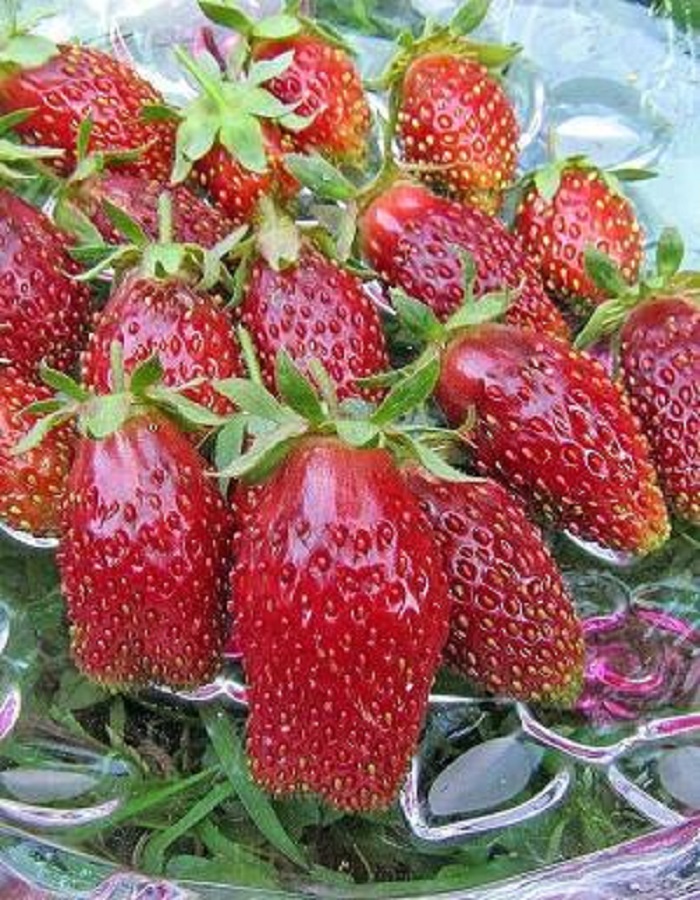 

Земклуника Купчина улучшенная