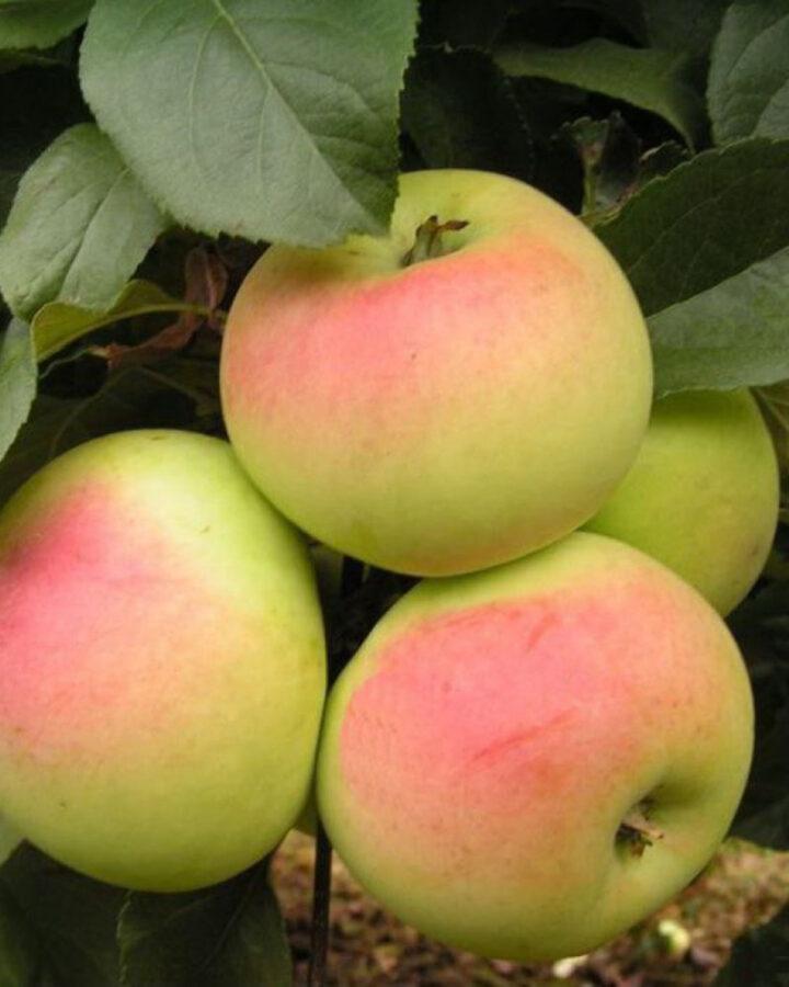Яблоня Имрус (3 года) 1 шт цена и фото