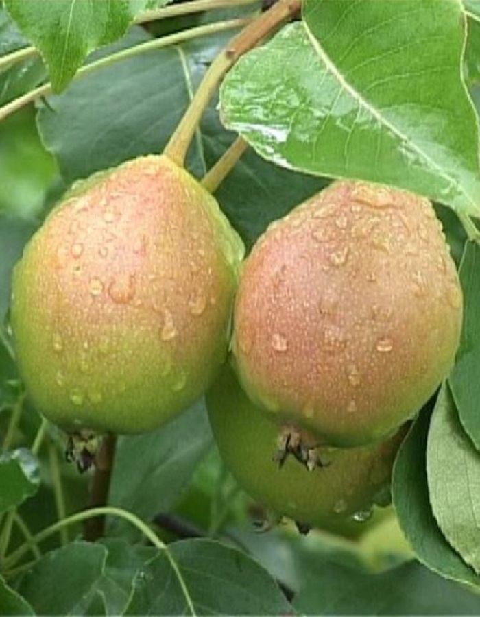 

Груша Веселинка