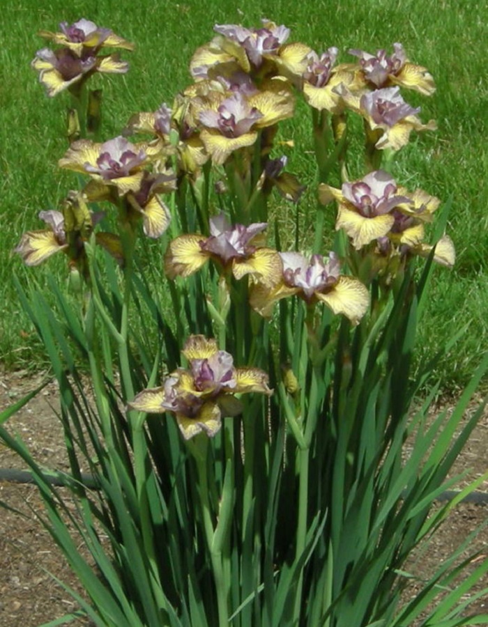 

Ирис Фоллоу Зе Хани