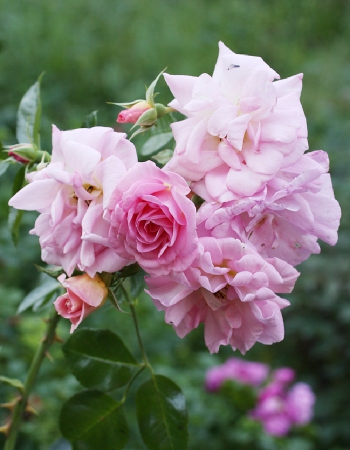 

Роза Мари Викторин