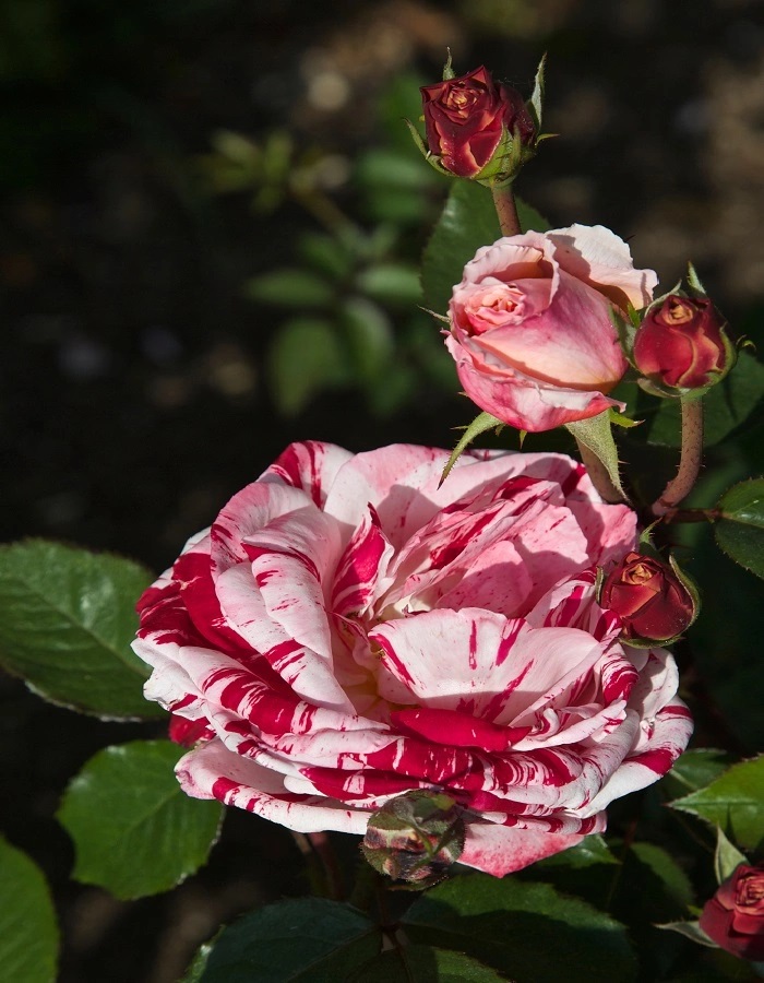 

Роза спрей Глори Стар