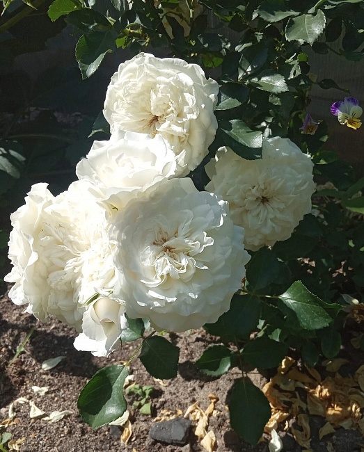 Роза почвопокровная Блан Мейяндекор