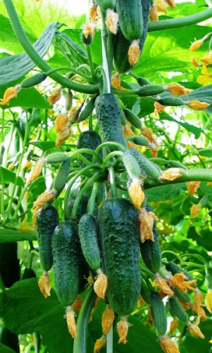 Огурец Пучковое Великолепие F1 (УД) 5 шт цв.п