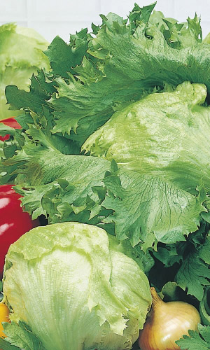 Салат Крупнокочанный (УД) 0,25 гр цв.п