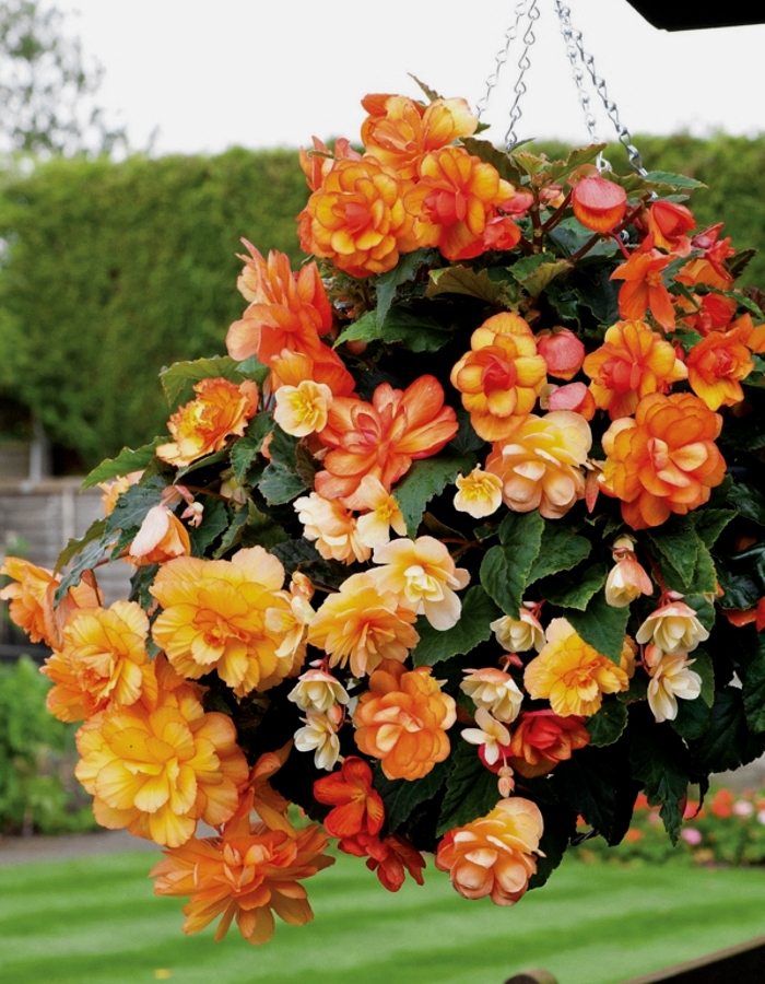 Бегония Ампельная Голден Бэлкони 339₽