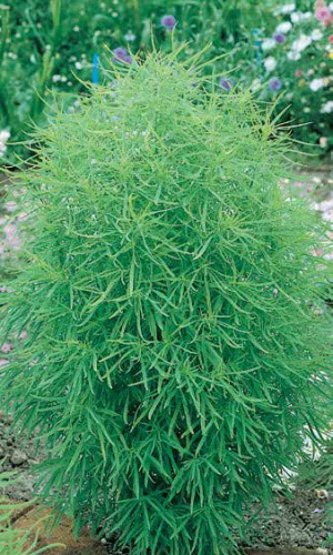 Кохия Летний кипарис (УД) 0,2 гр цв п