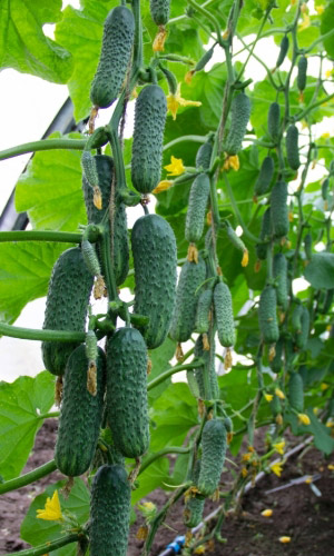 Огурец Арсений F1 (УД) 10 шт цв.п