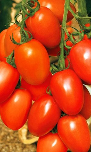 Томат Супергол (УД) 20 шт цв.п