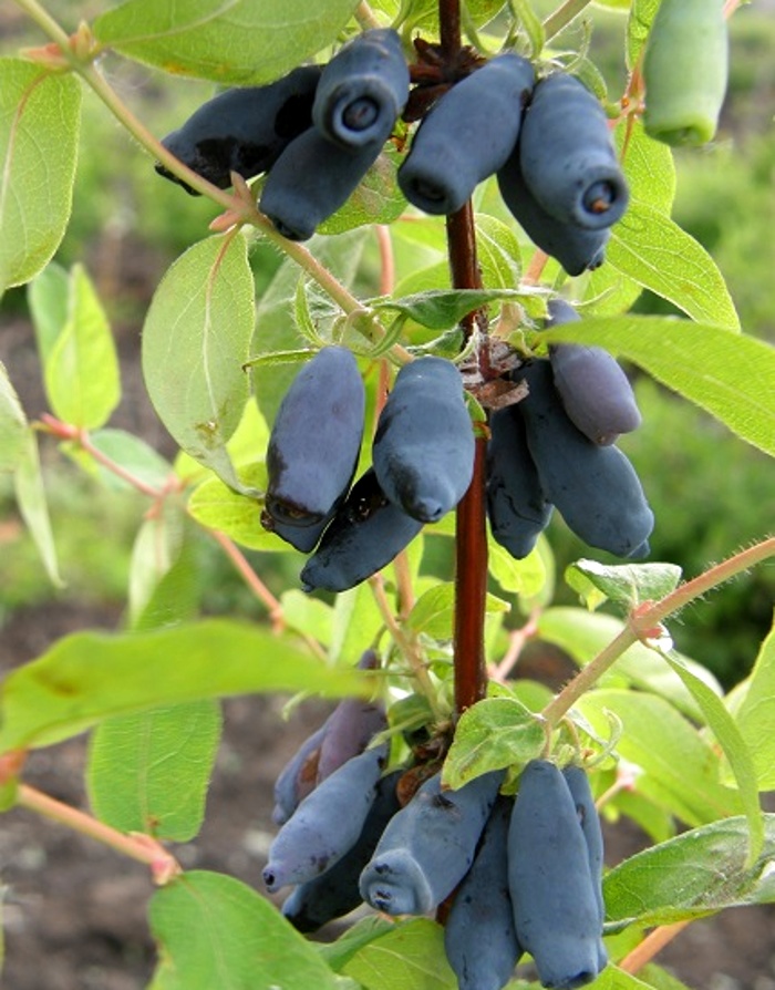 

Жимолость съедобная Томичка