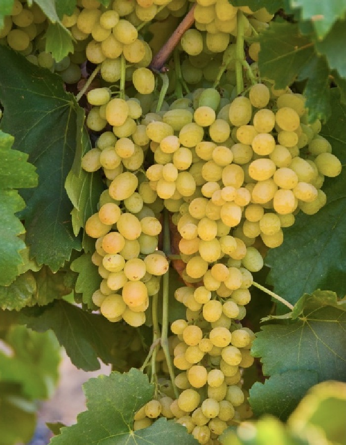 

Виноград плодовый Мускат Летний 1 шт