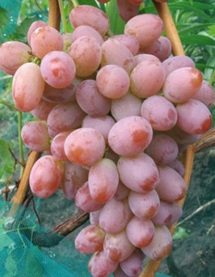 Виноград плодовый Румба 1 шт