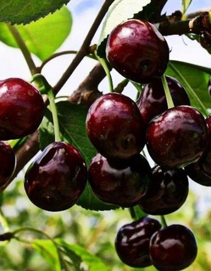 

Черешня Ипуть