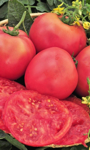 Томат Уральский Гигант Розовый (УД) 20 шт