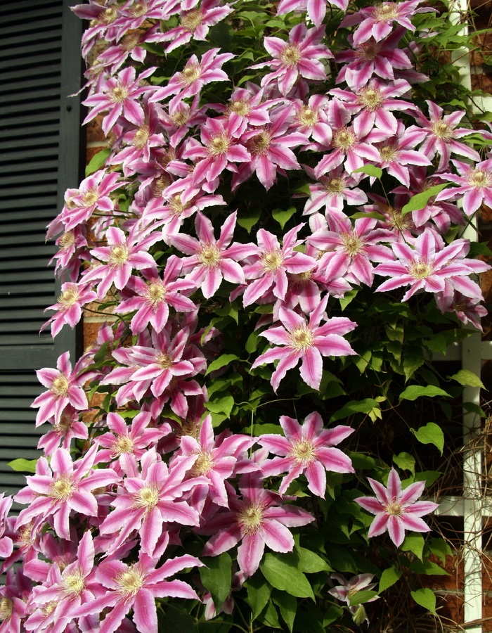 

Клематис Андромеда