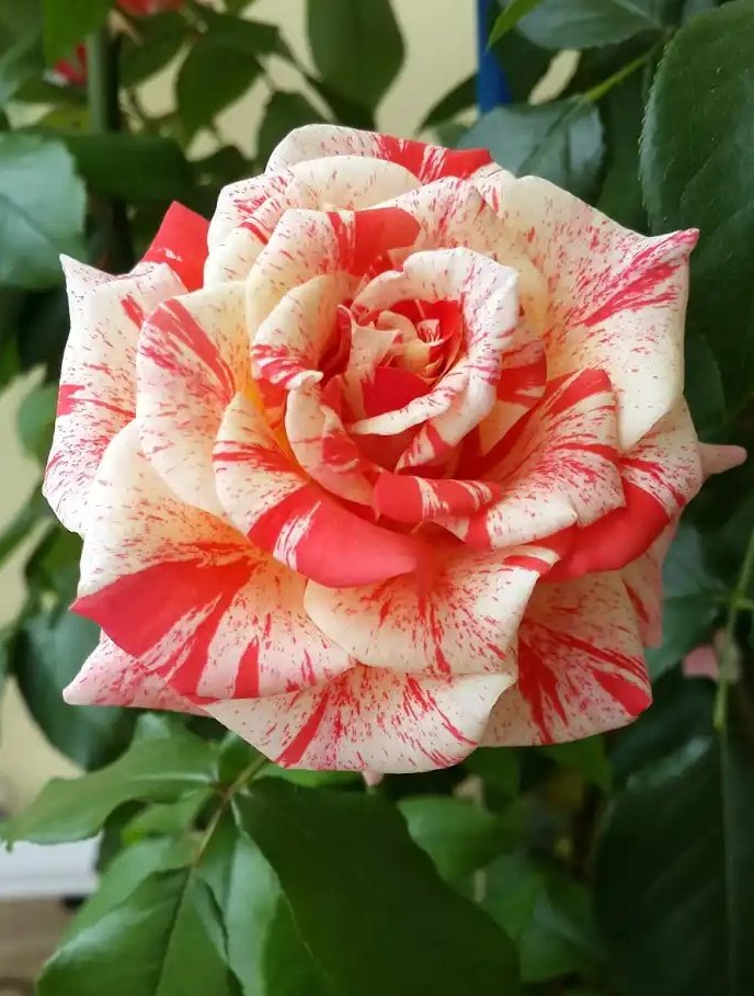 Роза чайно-гибридная Филателия 1 шт