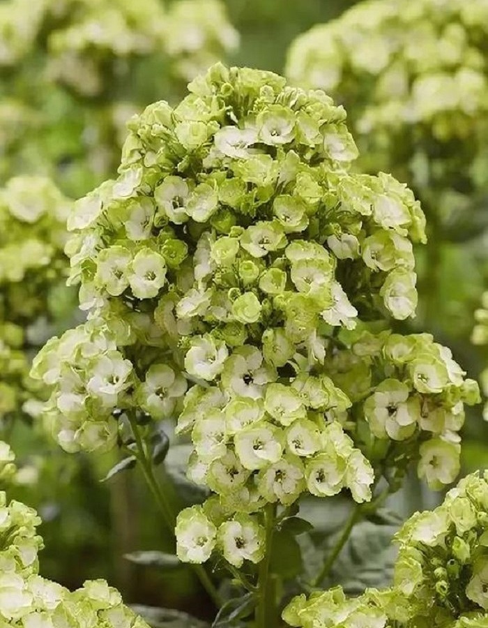 

Флокс Орхид Грин