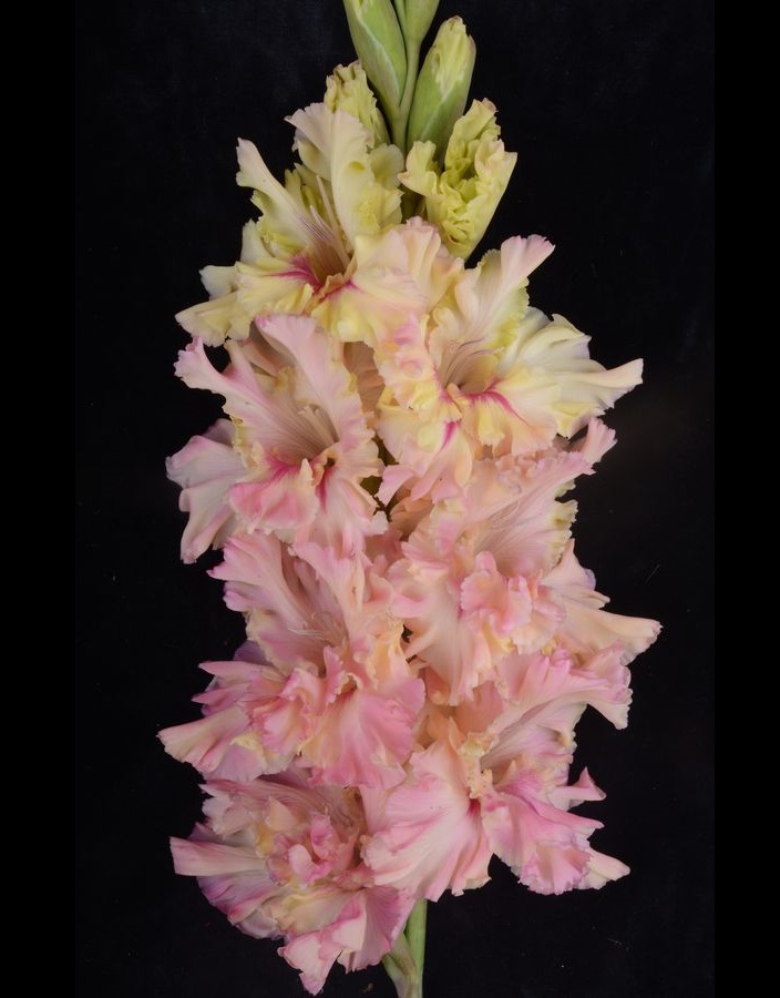 

Гладиолус Подарок Любимой 1шт