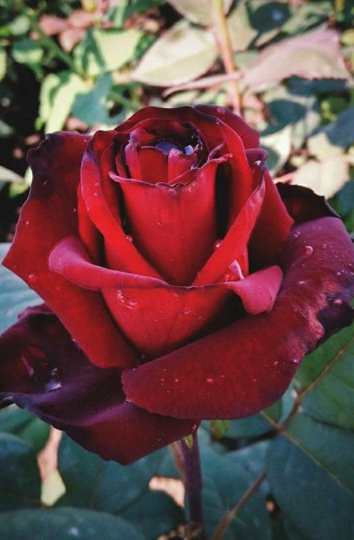 Роза чайно-гибридная Черный Принц 1 шт