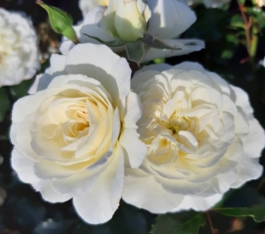 Роза чайно-гибридная Баунти 