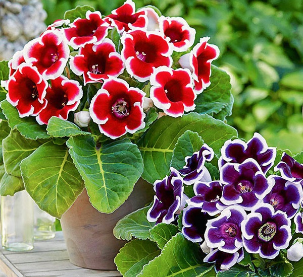 Скидки и Подарки на Глоксинии