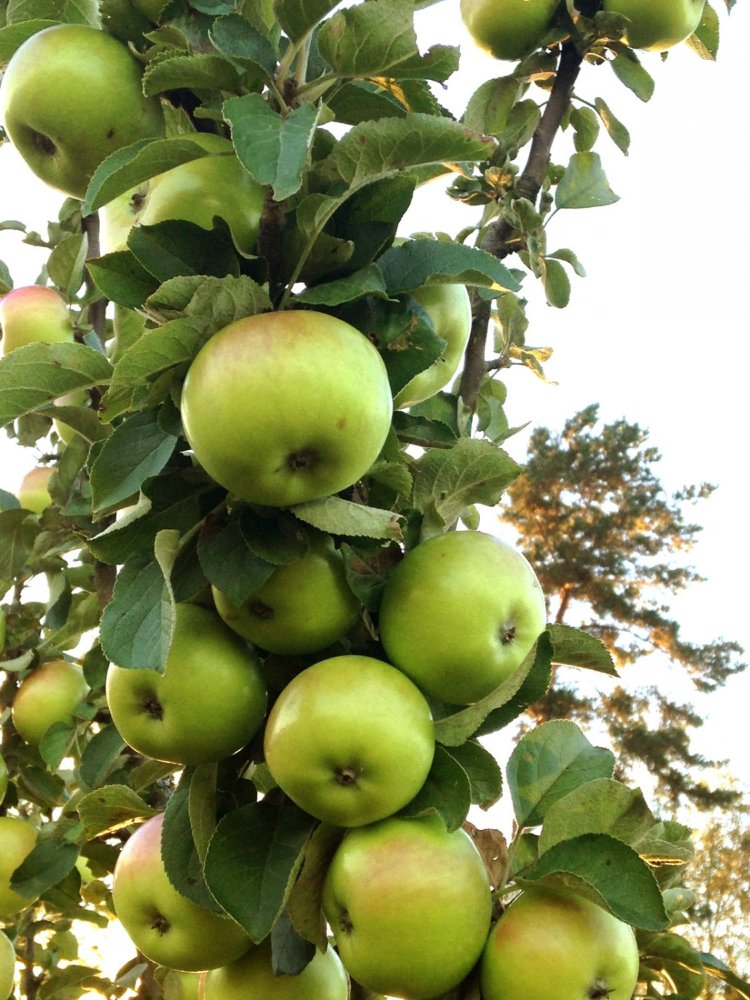 

Яблоня колонновидная Малюха с 7,5 1 шт