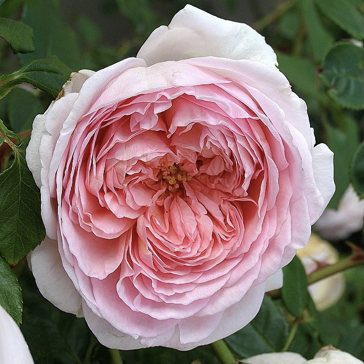 Роза английская Херитейдж