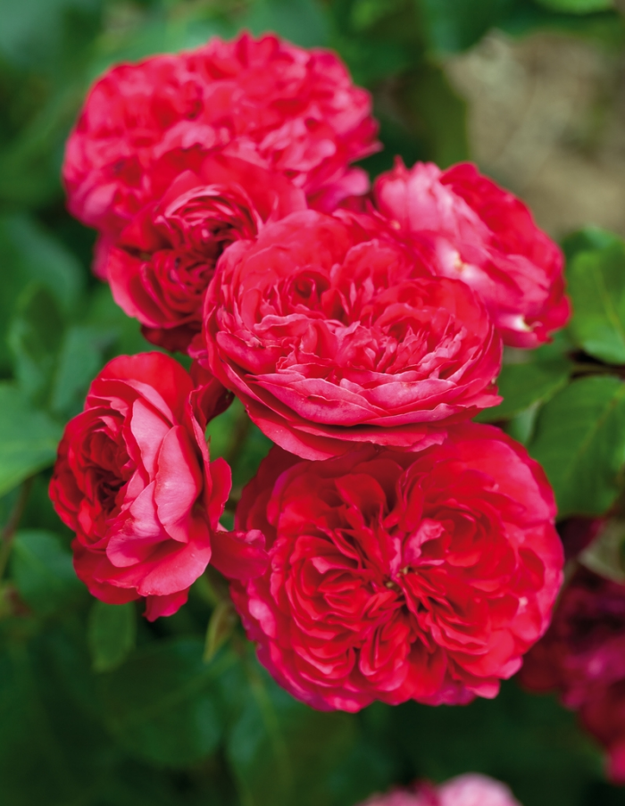Роза флорибунда Ред Леонардо да Винчи 1 шт роза ред леонардо да винчи на штамбе 110 см