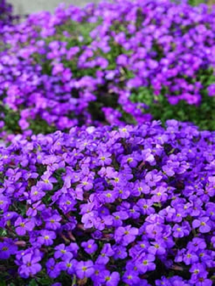 

Обриета Гранд каскад синяя (Аэлита) 0,05 гр цв п