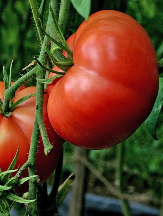 Томат Алтайский Красный (УД) 20 шт цв.п семена томат алтайский красный 0 1 г