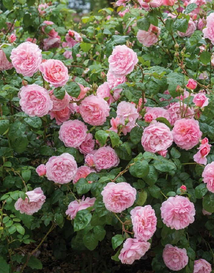 

Роза английская Строуберри Хилл