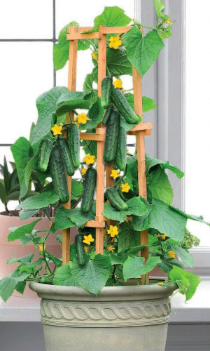 Огурец Балконный красавчик Хикмет - комнатный F1 (УД) 6 шт цв.п