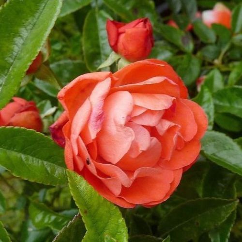 Роза почвопокровная Оранж Морсдаг