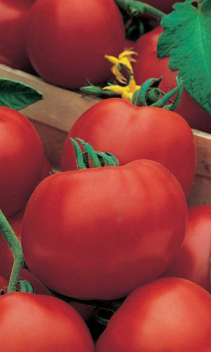 Томат Оля F1 (УД) 0,05 гр. цв.п