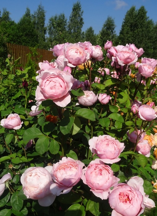 Роза английская Алнвик Кастл