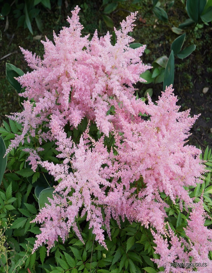 

Астильба Сатин Пёрлс