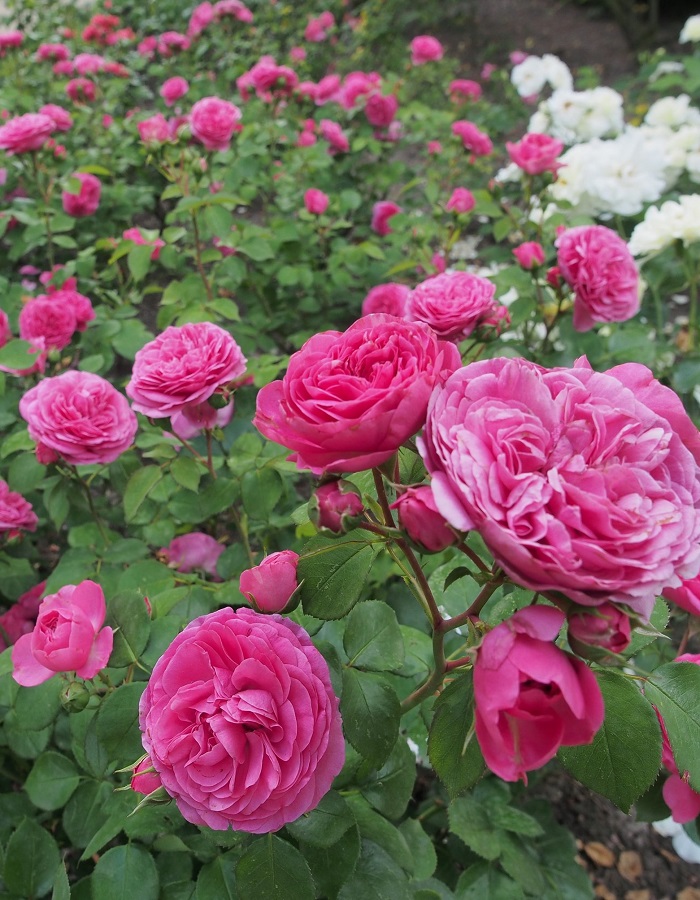 

Роза флорибунда Баронесса