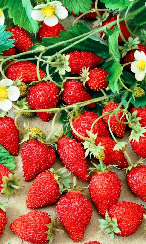 Земляника Красная шапочка - альпийская (УД) 0,05 гр цв. п.