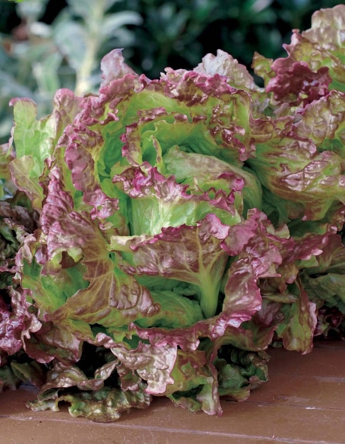 Салат Робин (УД) 0,25 гр цв.п салат робин 420 семян