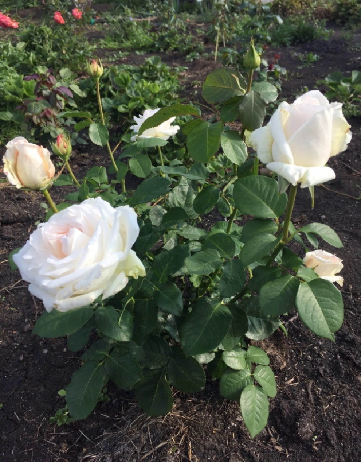 Роза чайно-гибридная Вайт о Хара 