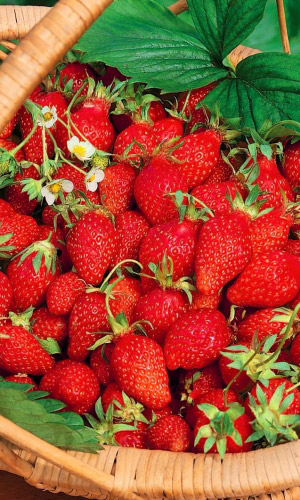 Земляника Времена года (УД) 0,05 гр цв. п.