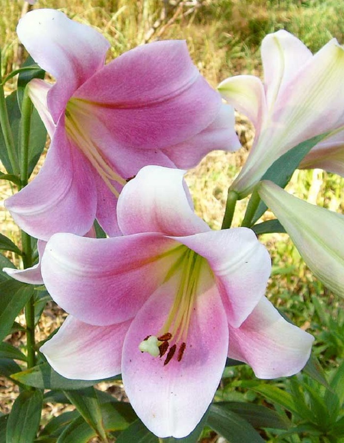 Лилия Принц Промис (горшок), Многолетние цветы и травы, Лилия